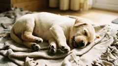 Perché il cane muove le zampe nel sonno: c'è motivo di preoccuparsi?