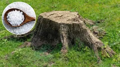  Non rimane traccia del ceppo nel giardino. Un metodo collaudato per i giardinieri.