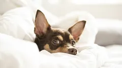 Perché il cane dorme sul cuscino del suo padrone? Errore nell'addestramento o manifestazione d'amore?